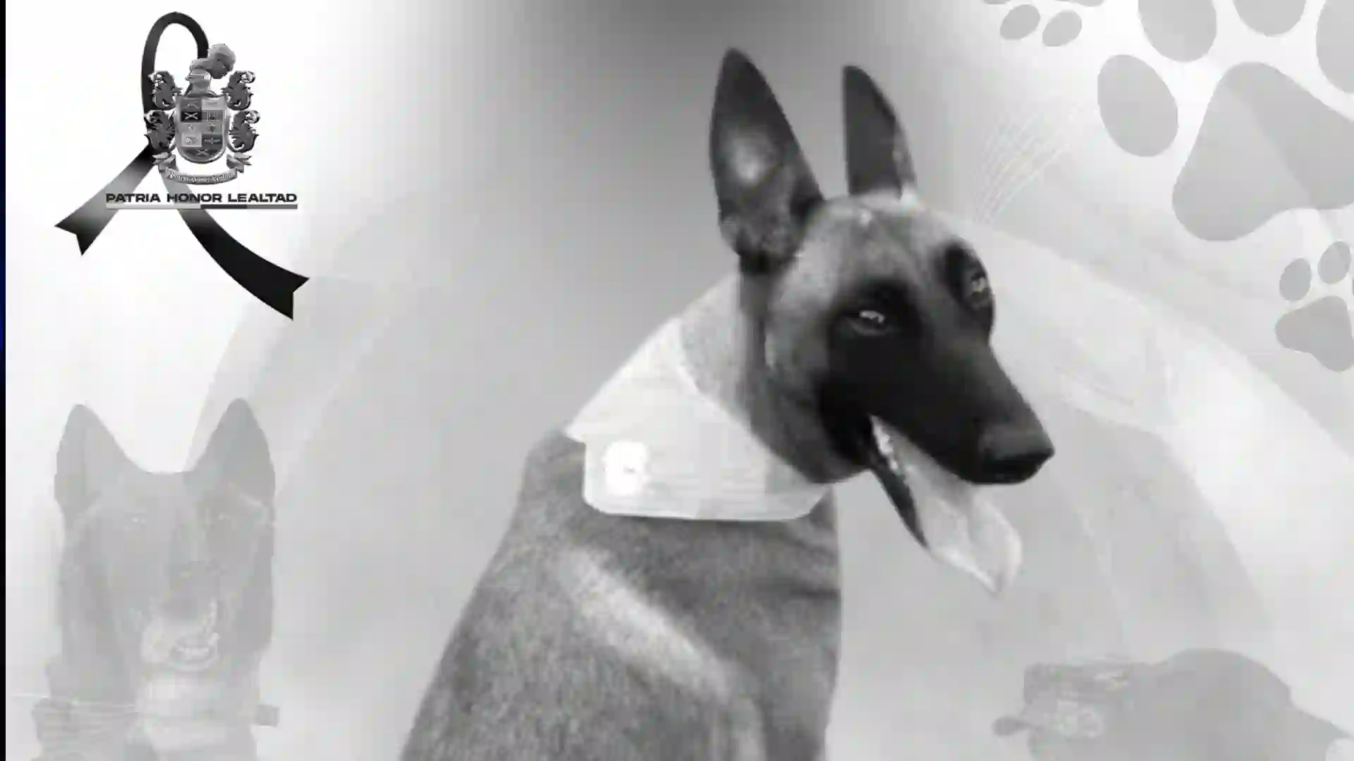 'Rihana', la perrita del Ejército asesinada por el ELN con drones explosivos en Sipí, Chocó
