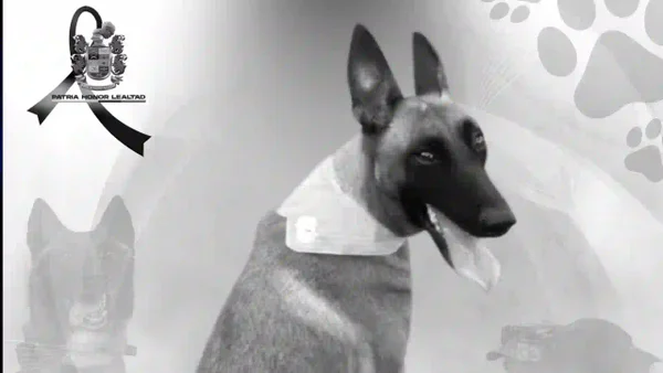 'Rihana', la perrita del Ejército asesinada por el ELN con drones explosivos en Sipí, Chocó