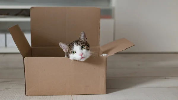 ¿Por qué los gatos prefieren una caja de cartón a su cama? ¿Por qué los gatos prefieren una caja de cartón a su cama?