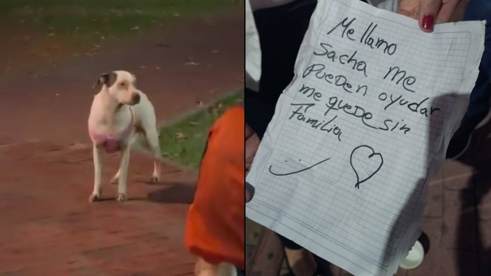 Perrita abandonada en un parque de Bogotá