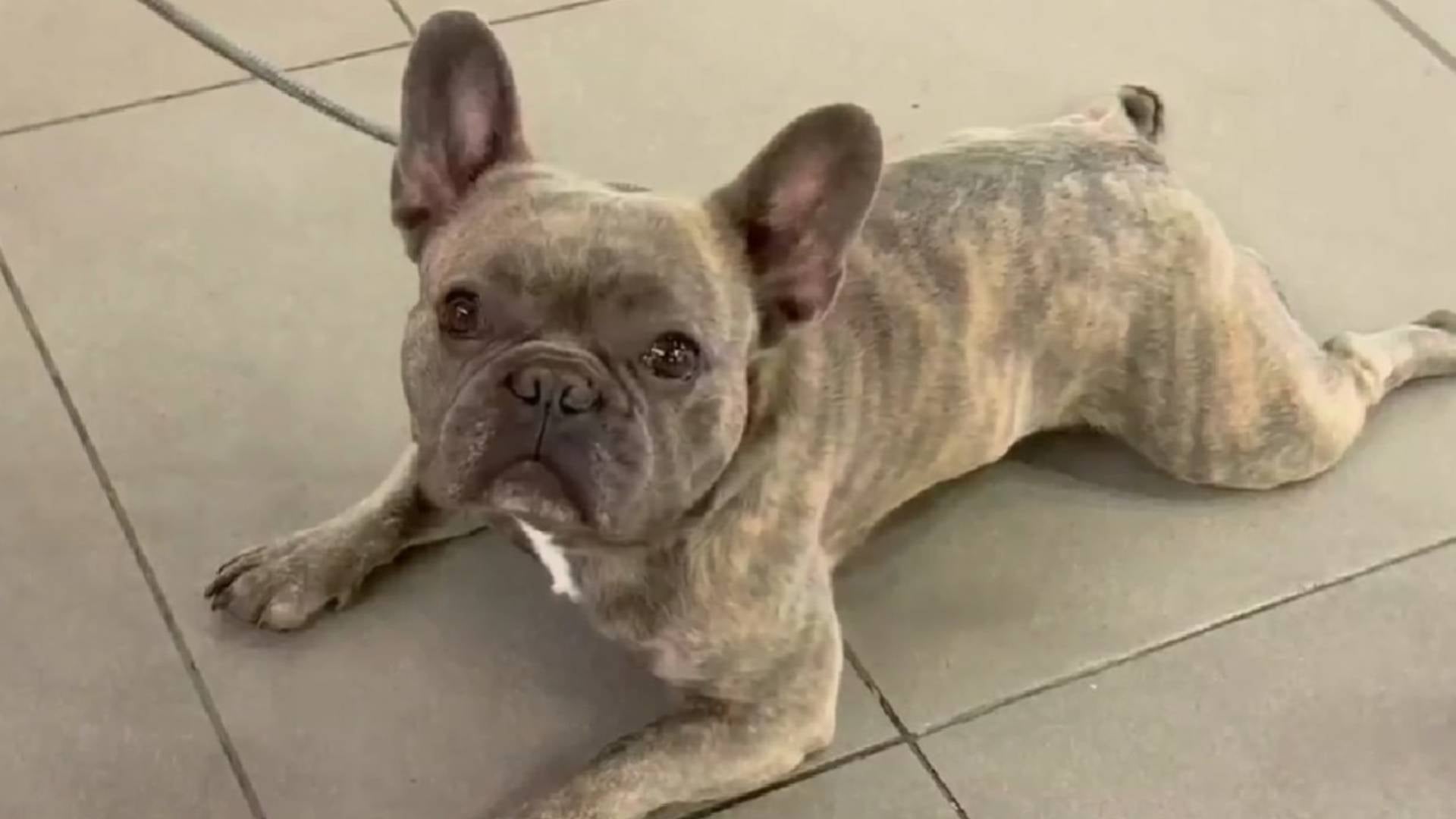 Perro robado en Bogotá