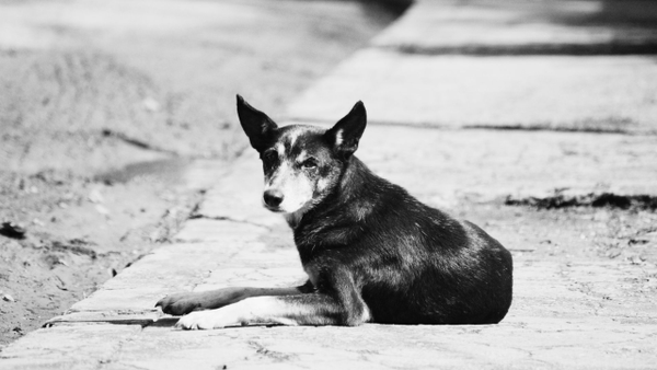 Alerta en Toribío, Cauca, por el hallazgo de varios perros muertos que habrían sido envenenados