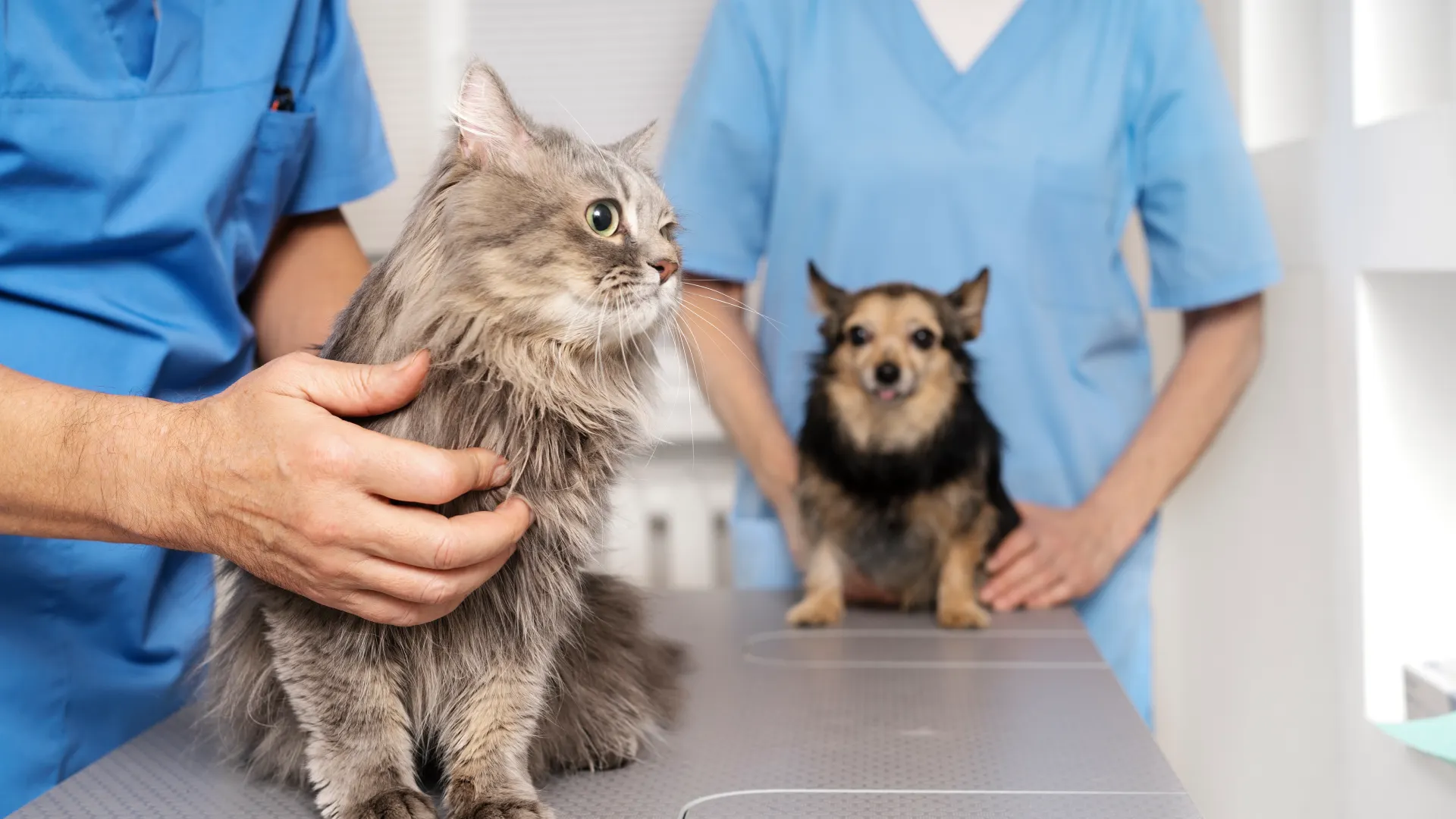 perros-gatos-veterinario-revisiones-cada-cuanto-tiempo