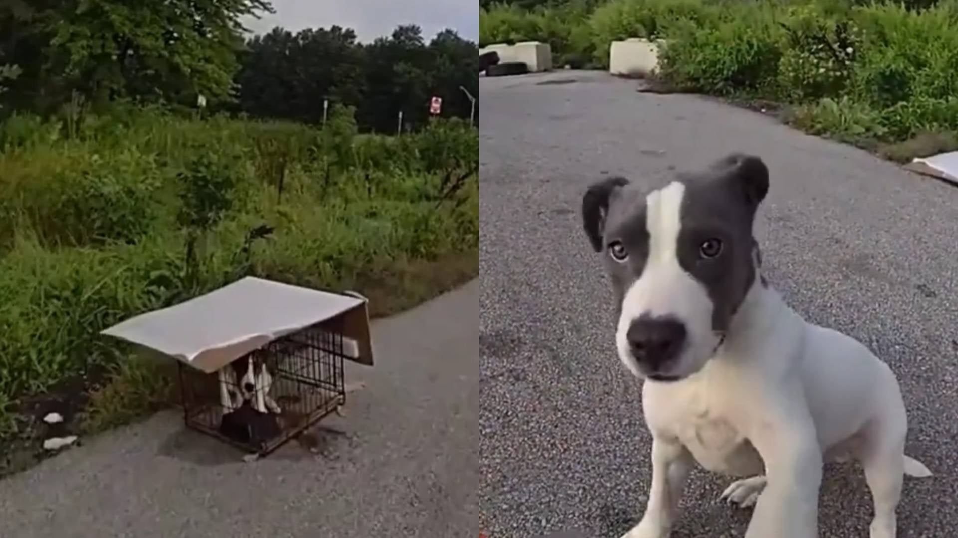 Perro abandonado en Ohio