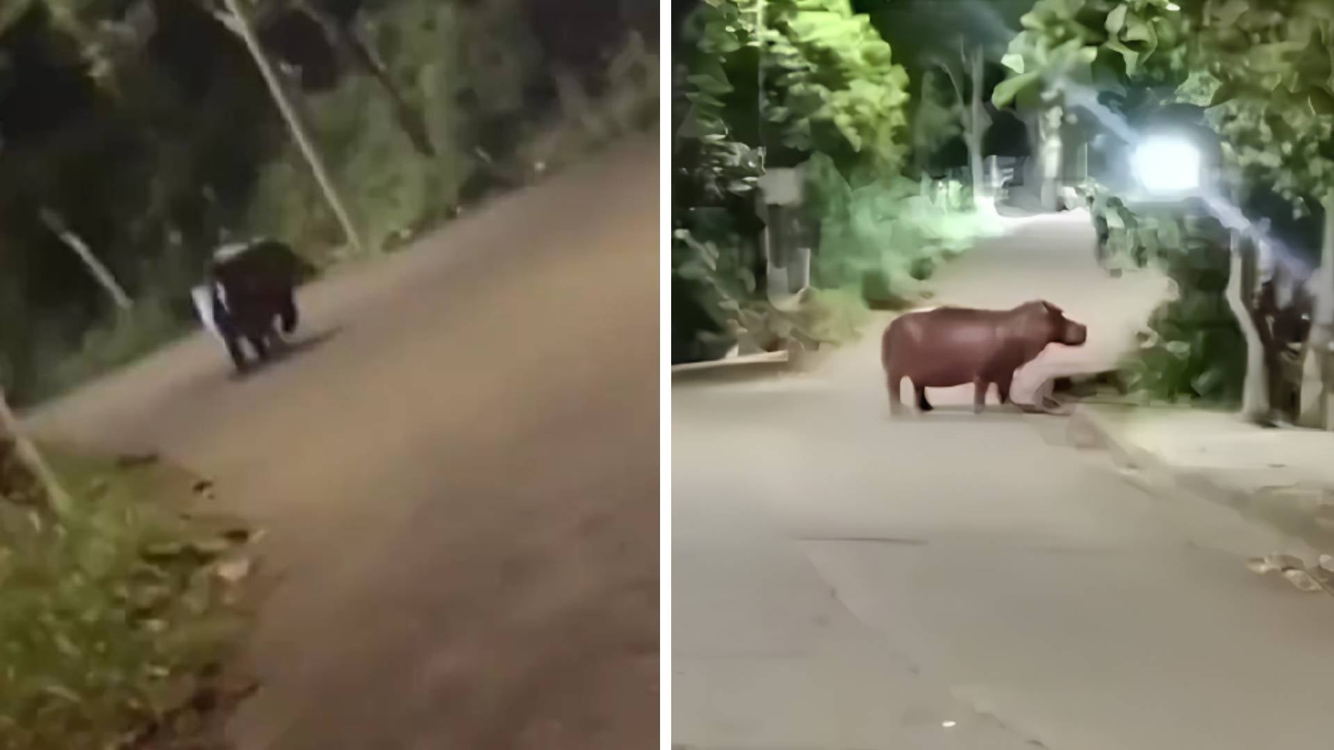 Hipopótamos en las vías de Puerto Triunfo