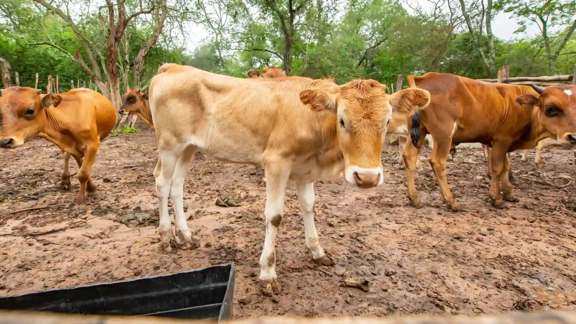 Ministerio de Agricultura anunció un programa para beneficiar a ganaderos afectados por la sequía