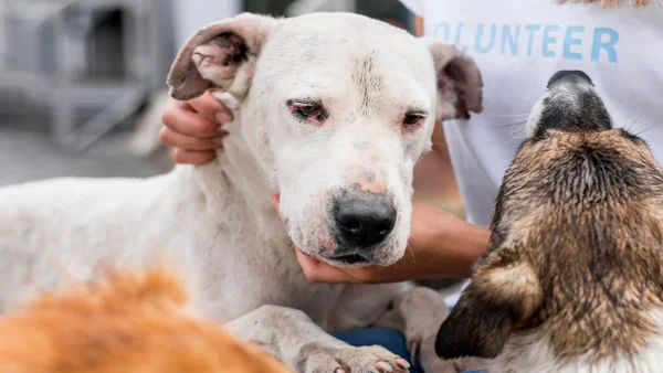 Más de 3.000 animales rescatados tras el terremoto en el país buscan una segunda oportunidad Más de 3.000 animales rescatados tras el terremoto en el país buscan una segunda oportunidad