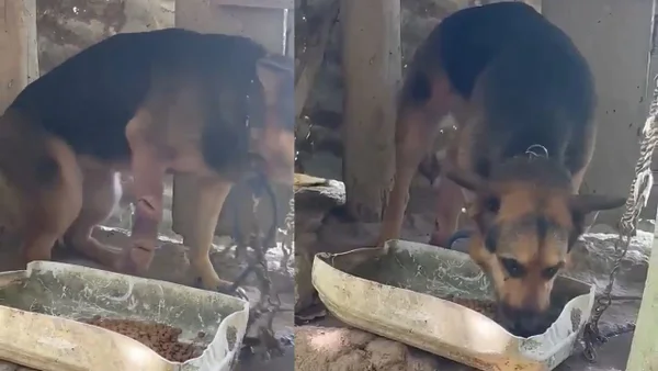 Indignación en Antioquia por presunta agresión con machete a un perro | Video Indignación en Antioquia por presunta agresión con machete a un perro | Video
