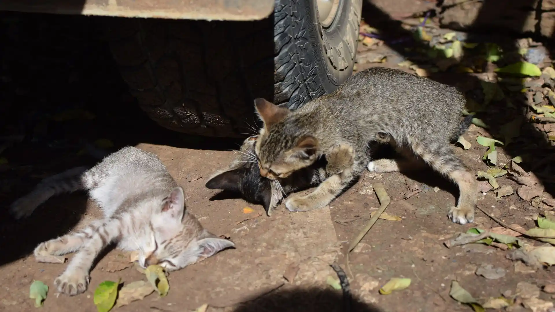 Foto: Diseñado por Magnific.