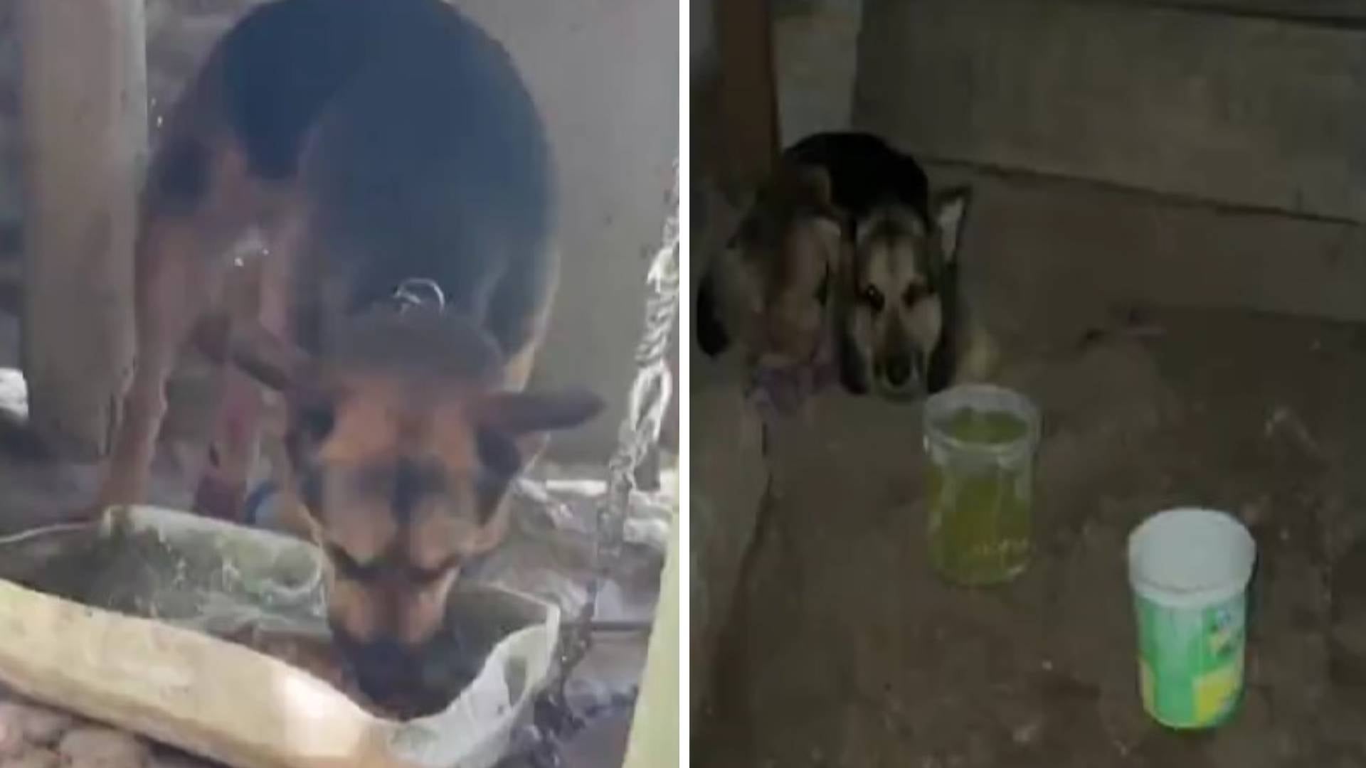 Perrita maltratada en Antioquia
