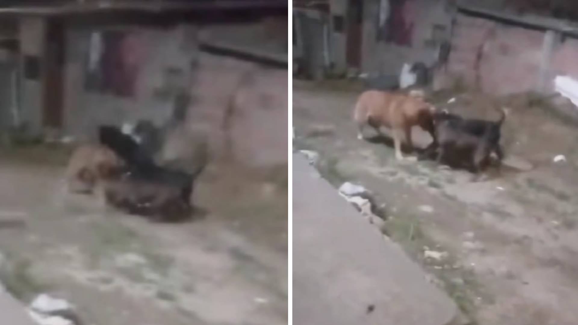 Uso de perros para ataque en Bogotá