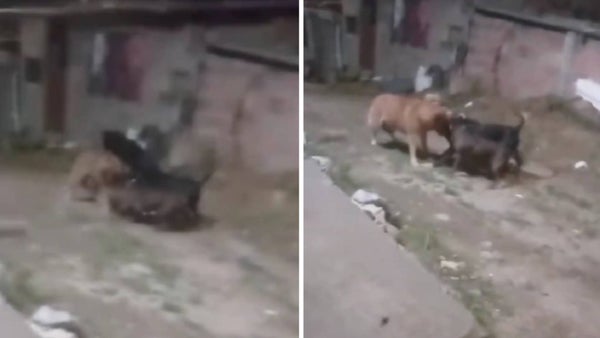 Concejal denunció el uso de perros para atacar a otros animales y personas en Usme, Bogotá Concejal denunció el uso de perros para atacar a otros animales y personas en Usme, Bogotá
