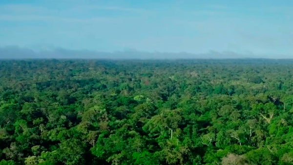 Amazonía en riesgo: deforestación amenaza seguridad hídrica y alimentaria de Colombia Amazonía en riesgo: deforestación amenaza seguridad hídrica y alimentaria de Colombia