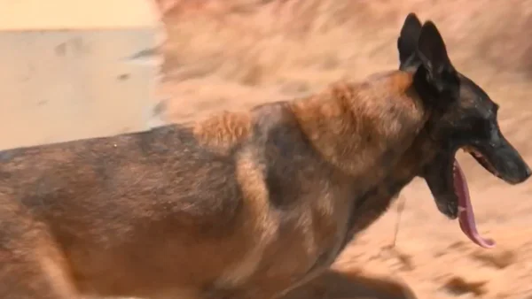 Urko, el perro que ayudó tras el terremoto, se jubila después de siete años en el Ejército Urko, el perro que ayudó tras el terremoto, se jubila después de siete años en el Ejército