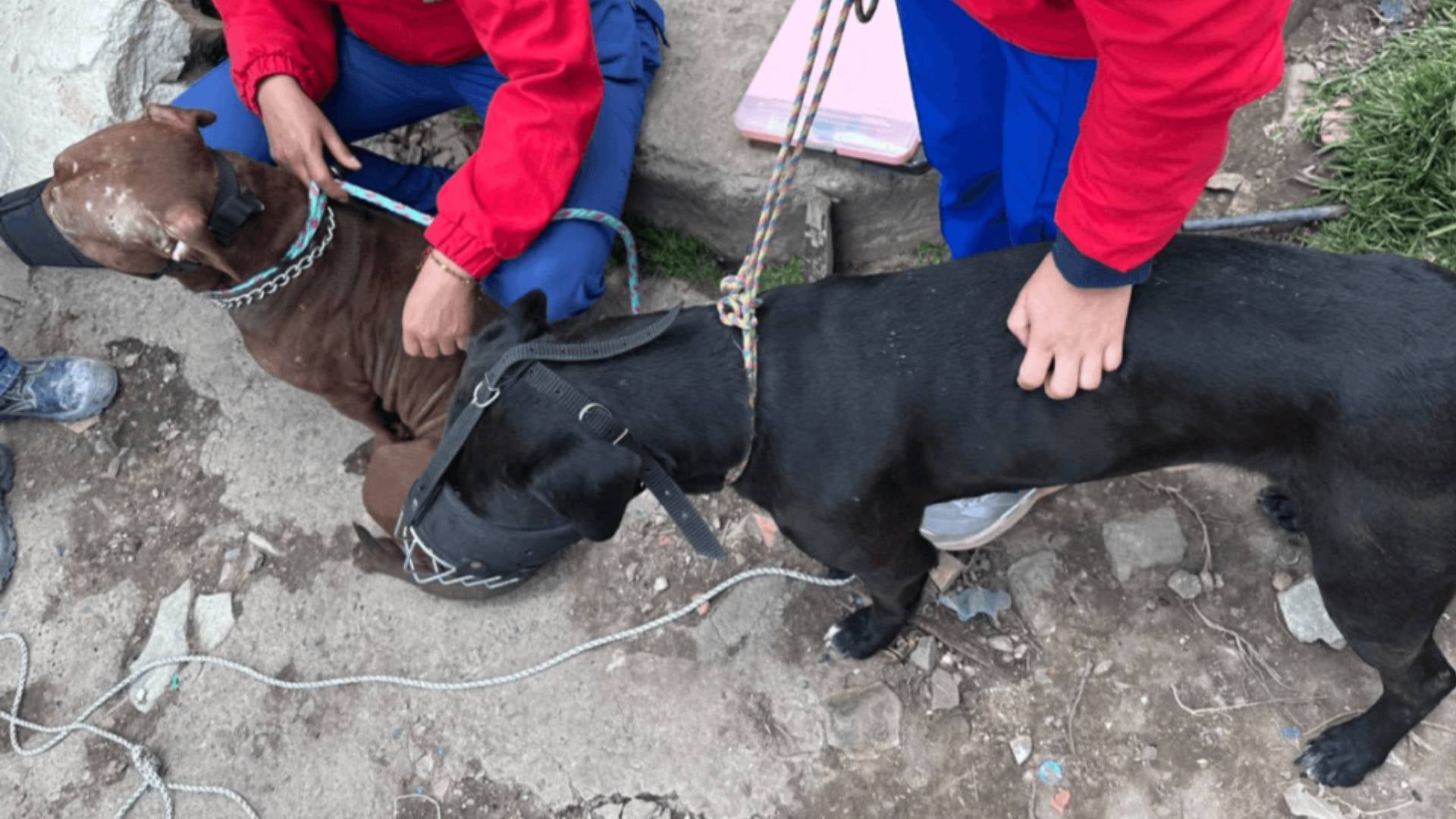 Rescate de dos perritos maltratados