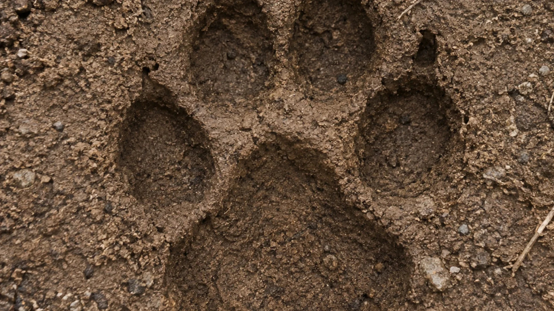 Nueva especie de felino en Bolivia.
