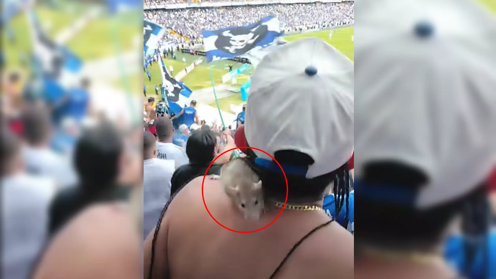 Rata en la tribuna de Millonarios