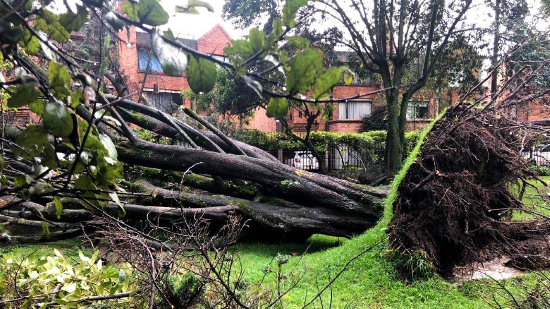 Foto: Secretaría de Ambiente