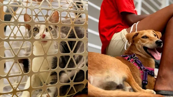 1.059 animales lograron ser esterilizados en Buenaventura tras el terremoto del 10 de agosto 1.059 animales lograron ser esterilizados en Buenaventura tras el terremoto del 10 de agosto