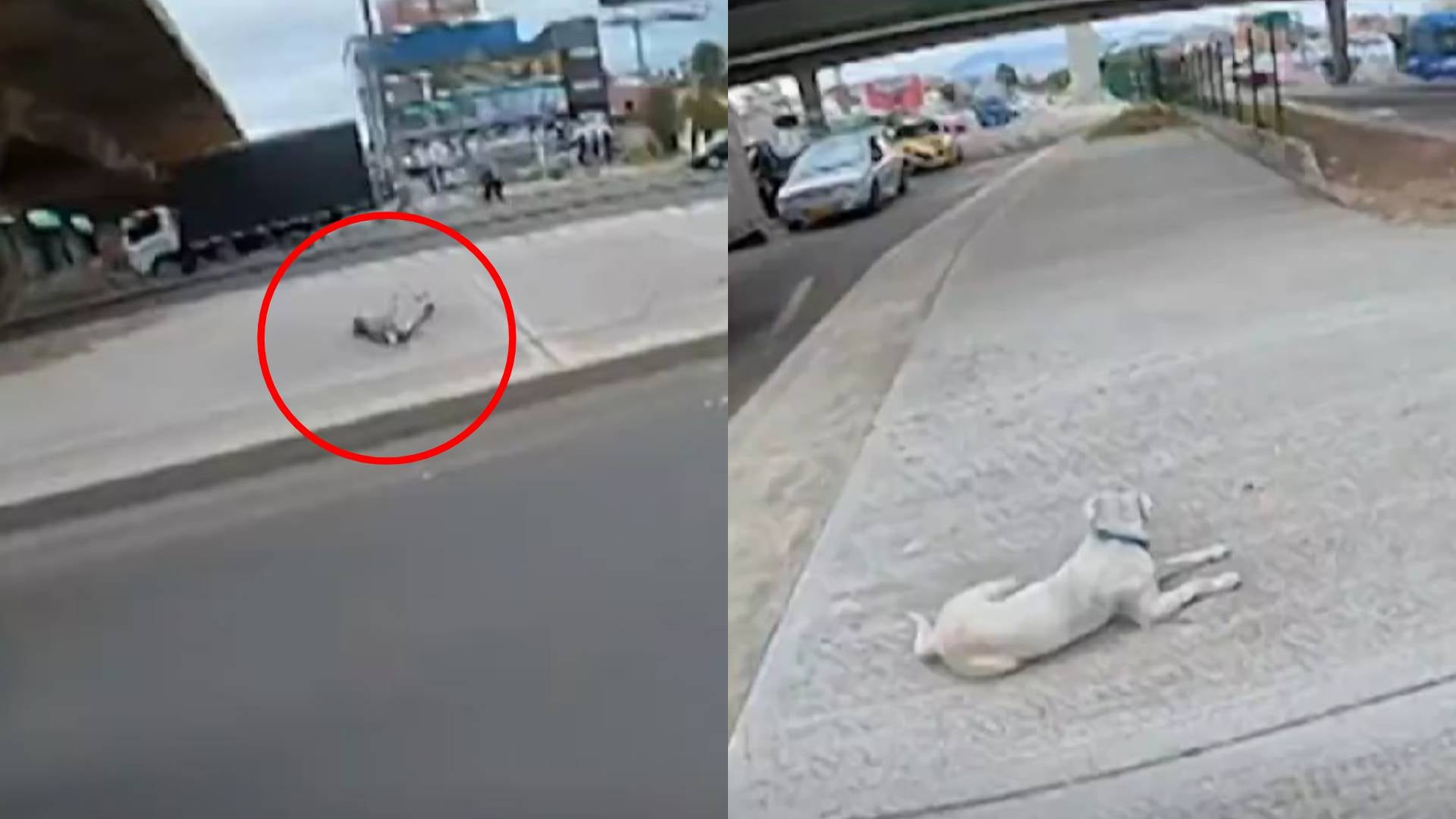 Perros estarían siendo lanzados de los puentes por un habitante de calle