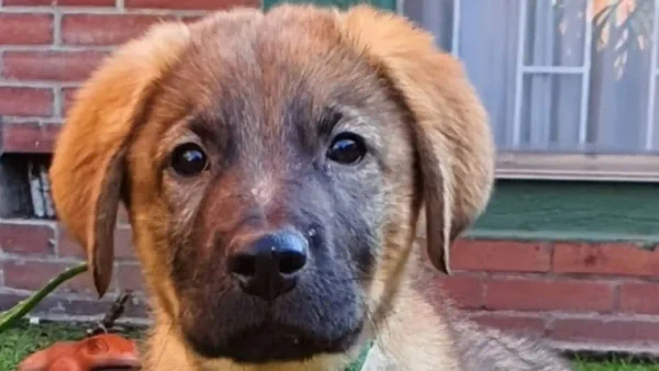 Día Mundial del Perro Adoptado: más de 66 mil perros en Bogotá deambulan por las calles Día Mundial del Perro Adoptado: más de 66 mil perros en Bogotá deambulan por las calles