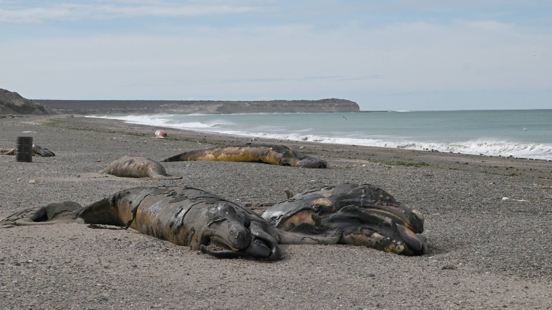 Mortandad de ballenas en la Patagonia