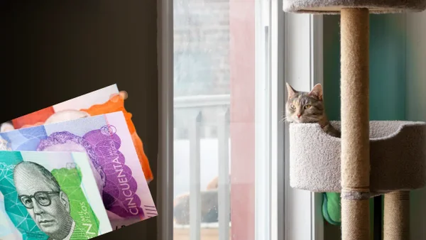 Multa de más de 200.000 pesos a dueños de gatos en conjuntos residenciales por esta práctica común Multa de más de 200.000 pesos a dueños de gatos en conjuntos residenciales por esta práctica común