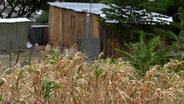 FAO advierte déficit de financiación para enfrentar la crisis alimentaria por el fenómeno de El Niño FAO advierte déficit de financiación para enfrentar la crisis alimentaria por el fenómeno de El Niño