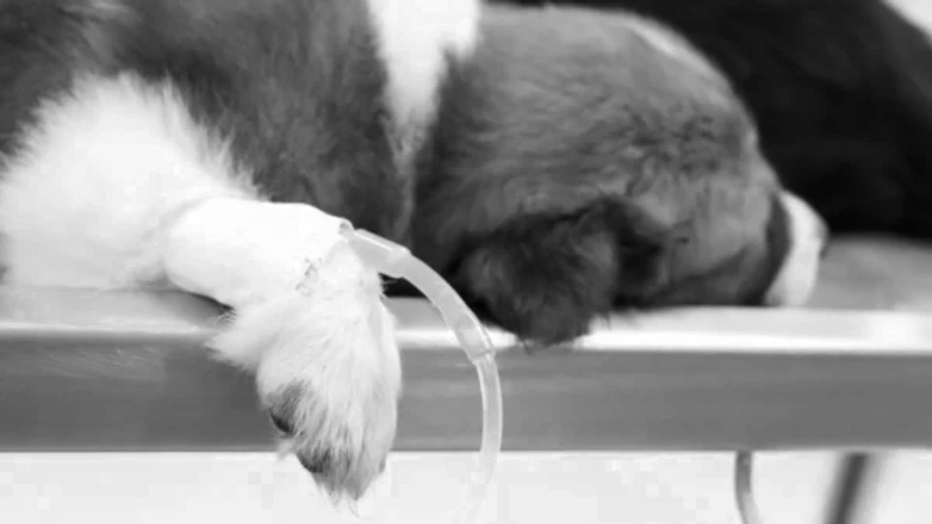 Perro murió tras intervención de un falso veterinario