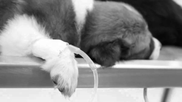 Falso veterinario le habría inyectado varsol y cianuro a un perro en Flandes: fue enterrado aún con vida