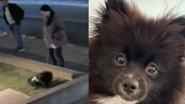 Quedó en video: delincuente se llevó a un perro tras asaltar a sus dueños en Bogotá