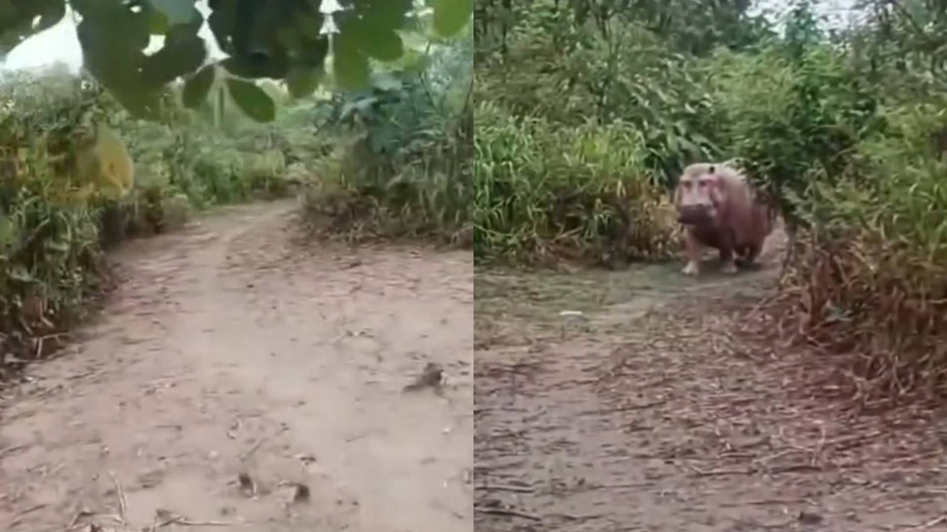 Hipopótamo y campesino