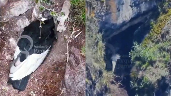 Lulú alzó vuelo: celebran el crecimiento de una joven cóndor andina en el páramo del Almorzadero Lulú alzó vuelo: celebran el crecimiento de una joven cóndor andina en el páramo del Almorzadero