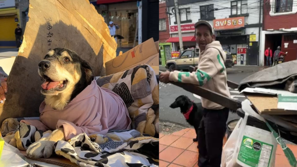 Murió ‘Tony’, el perrito que acompañaba a Agapito en sus jornadas de reciclaje Murió ‘Tony’, el perrito que acompañaba a Agapito en sus jornadas de reciclaje
