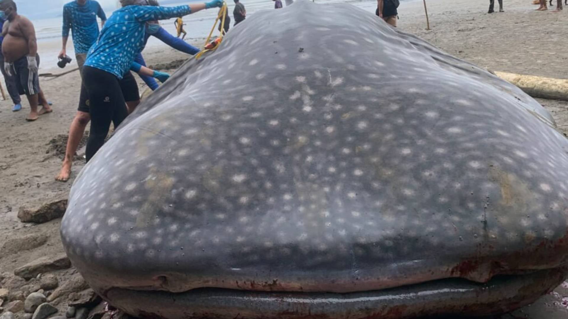 Tiburón encallado en Chocó