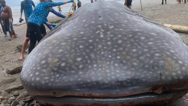 ¿Qué pasó finalmente con el tiburón ballena que quedó varado en una playa de Chocó? ¿Qué pasó finalmente con el tiburón ballena que quedó varado en una playa de Chocó?
