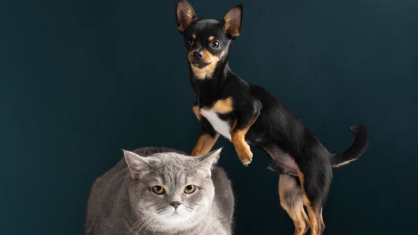 Semana animalista en Bogotá: brigadas veterinarias, esterilizaciones, adopciones y más Semana animalista en Bogotá: brigadas veterinarias, esterilizaciones, adopciones y más