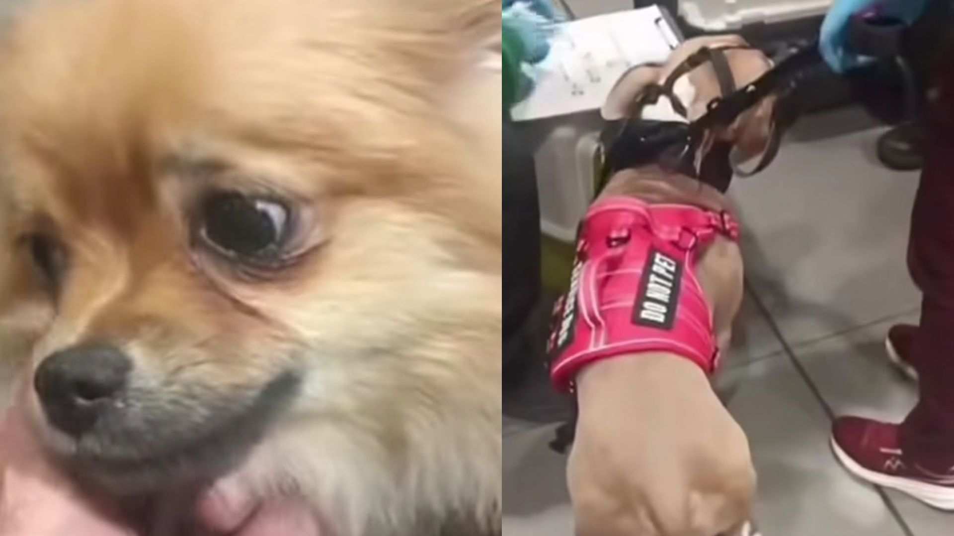 Foto: Captura pantalla IG @animalesbog