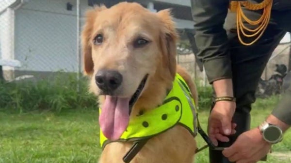 'Oro', un perro antinarcóticos, se jubiló tras ocho años de servicio: ¿a dónde irá ahora? 'Oro', un perro antinarcóticos, se jubiló tras ocho años de servicio: ¿a dónde irá ahora?