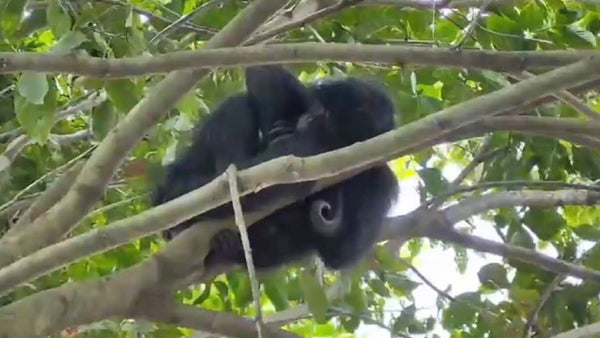 Rescatan dos monos de fauna silvestre en Santander: serán rehabilitados para regresar a su hábitat Rescatan dos monos de fauna silvestre en Santander: serán rehabilitados para regresar a su hábitat