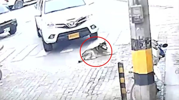 Cámaras de seguridad registraron a un conductor que atropelló a un perro y huyó sin ayudarlo en Antioquia Cámaras de seguridad registraron a un conductor que atropelló a un perro y huyó sin ayudarlo en Antioquia