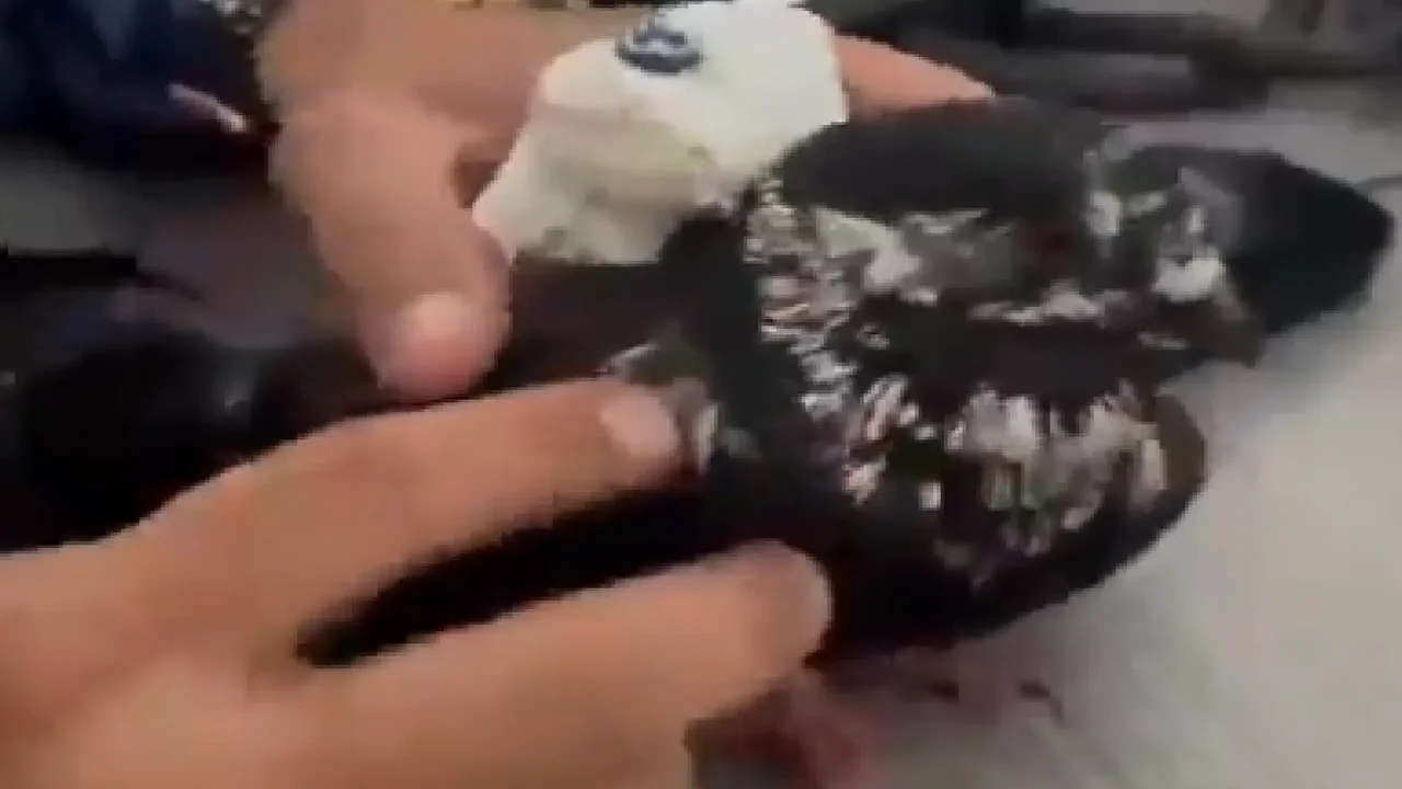 Insólito: encuentran paloma con una bolsa y cargadores en cárcel de Santander | Noticias RCN