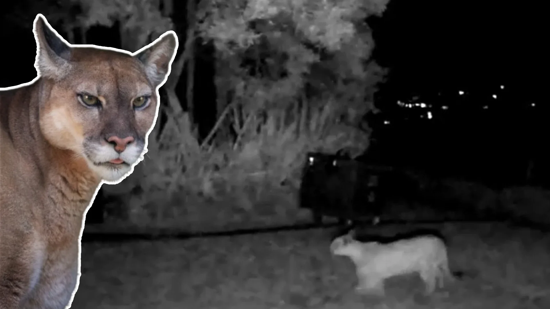 Avistamiento de puma en La Calera.