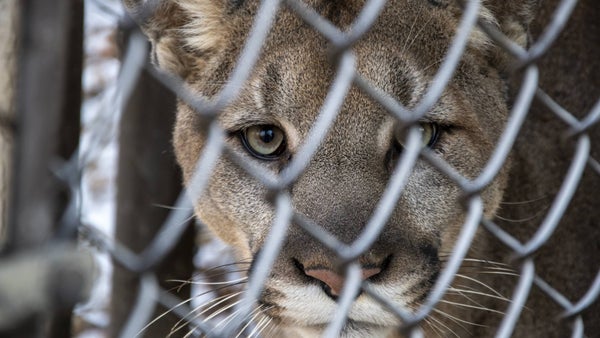Interpol incautó más de 1.000 animales vivos traficados ilegalmente: ¿qué especies había? Interpol incautó más de 1.000 animales vivos traficados ilegalmente: ¿qué especies había?