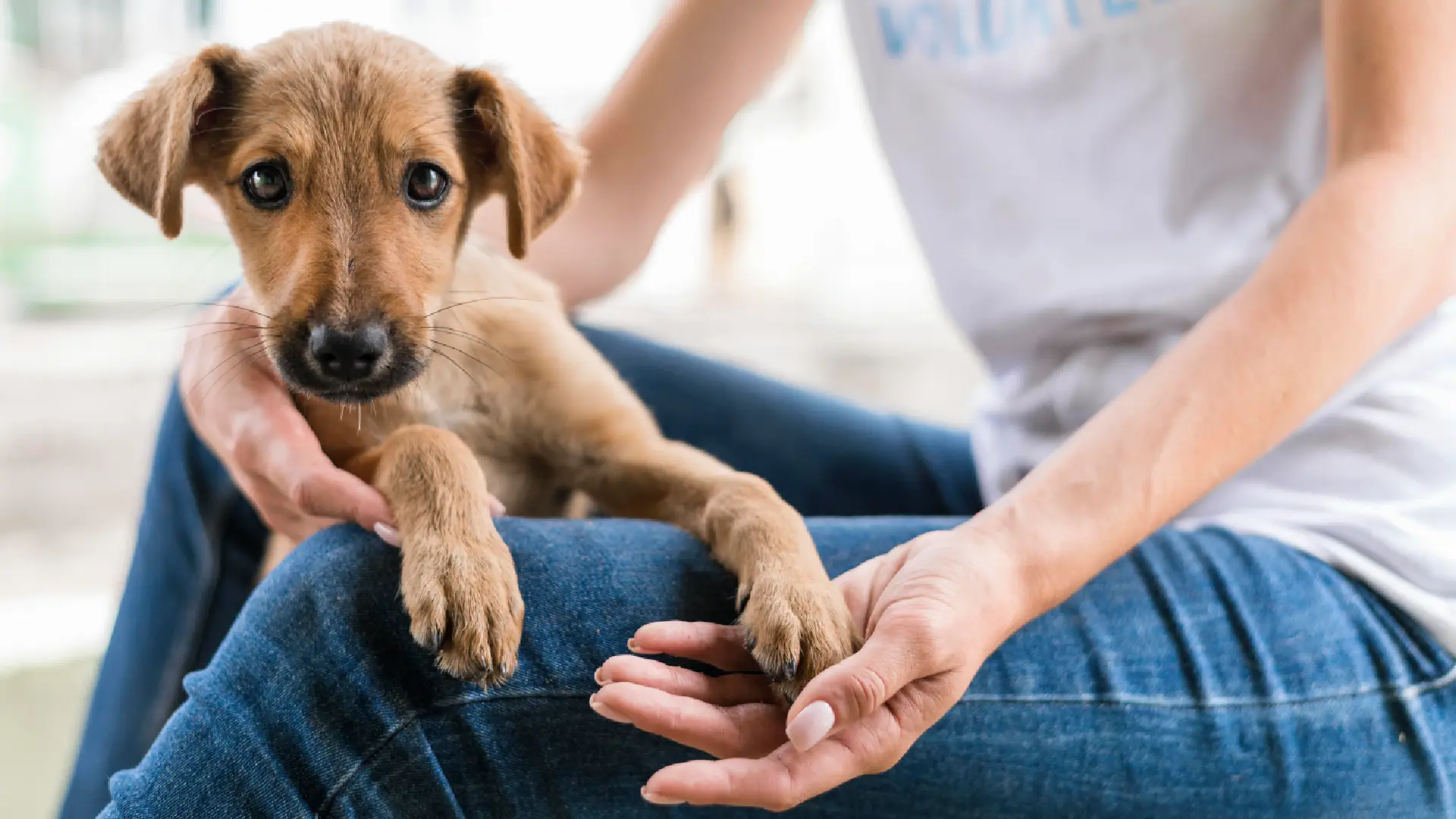 Jornada de cuidado animal y adopción en La Candelaria.
