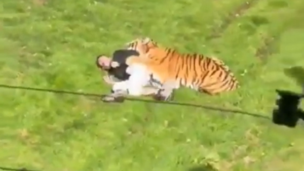 Impactantes imágenes: Muere un hombre tras ser atacado por un tigre en zoológico Impactantes imágenes: Muere un hombre tras ser atacado por un tigre en zoológico