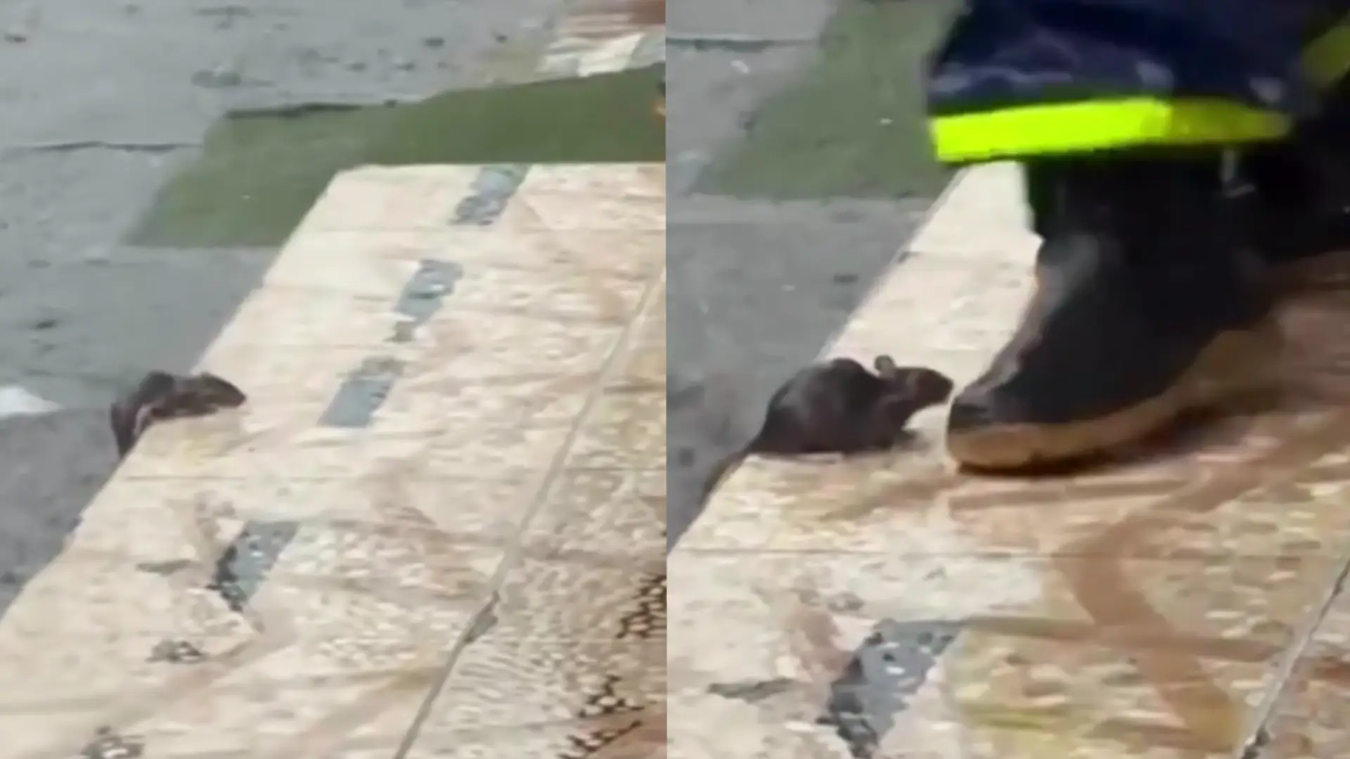 Polémica en redes por supuesto agente de tránsito que patea a un ratón en Pereira