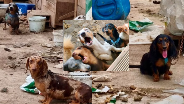 Cachorros fueron hallados amarrados y entre sus heces en un criadero ubicado en Guatapé Cachorros fueron hallados amarrados y entre sus heces en un criadero ubicado en Guatapé