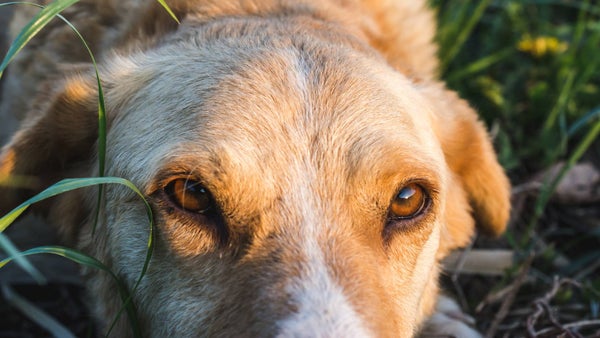 Corte Constitucional prohíbe sacrificar animales por vejez extrema: ¿qué cambia con la decisión? Corte Constitucional prohíbe sacrificar animales por vejez extrema: ¿qué cambia con la decisión?