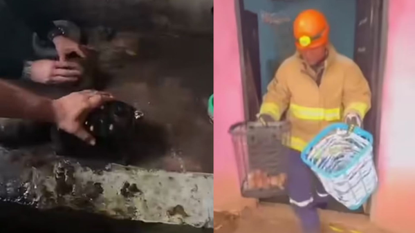 Autoridades rescataron 24 animales hallados en la vivienda del presunto abusador de un gato en Santander Autoridades rescataron 24 animales hallados en la vivienda del presunto abusador de un gato en Santander